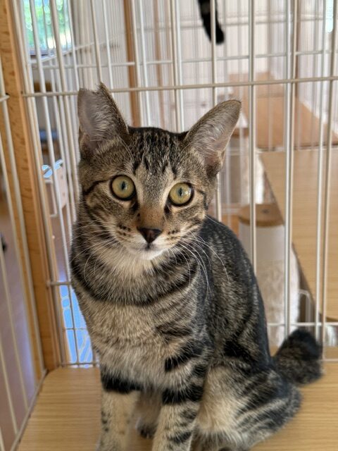 保護猫譲渡会
