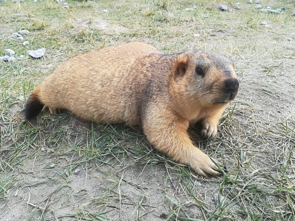 ふれあい動物ひろば